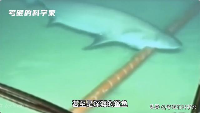 开云体育 kaiyun.com 官网入口150年历史的海底电缆为什么还是那么贵？它们是如何铺设的？(图14)